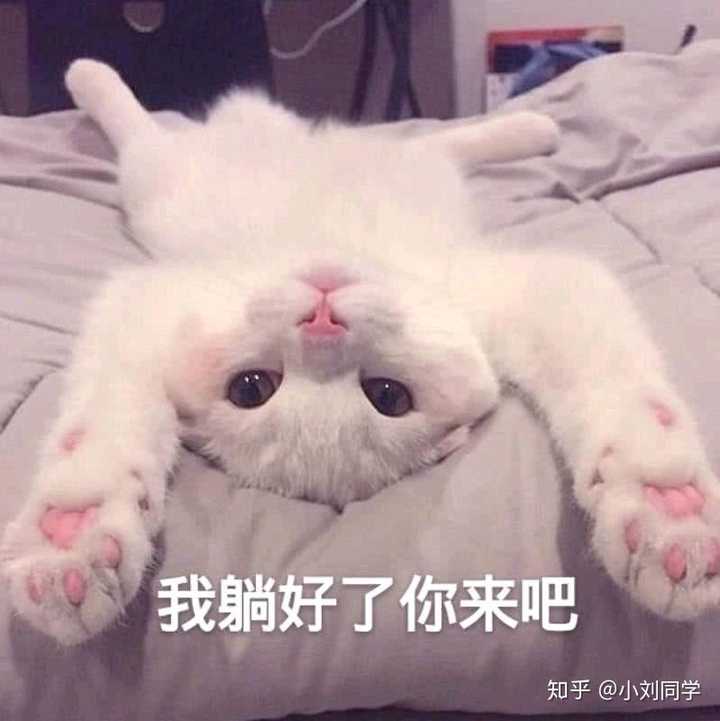 有没有猫咪的表情包?
