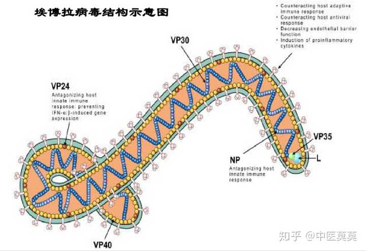 如果吃一小勺埃博拉病毒会怎样