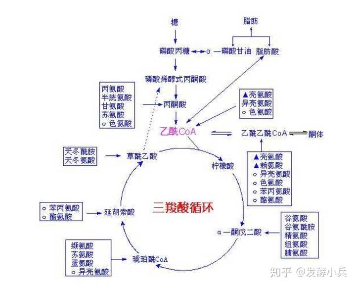 为了进入tca循环,从而提供能量,提供碳骨架.