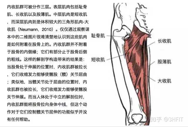 做哪些动作可以锻炼到大腿内侧肌肉(内收肌?