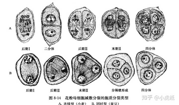 减数分裂产生形成4个子细胞,并进一步形成四个小孢子,也就是单核花粉