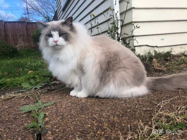 布偶猫体型一般有多大?