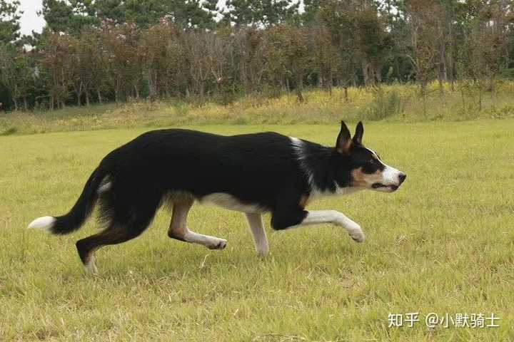 有谁能发发短毛边牧的照片嘛?