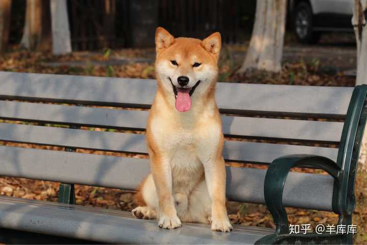 想养一只柴犬纠结黑柴还是黄柴?