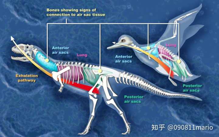 玛君龙与现代鸟类的呼吸系统比较图