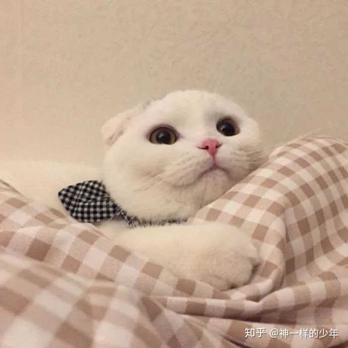 有没有超级可爱的猫咪或者狗狗表情包?