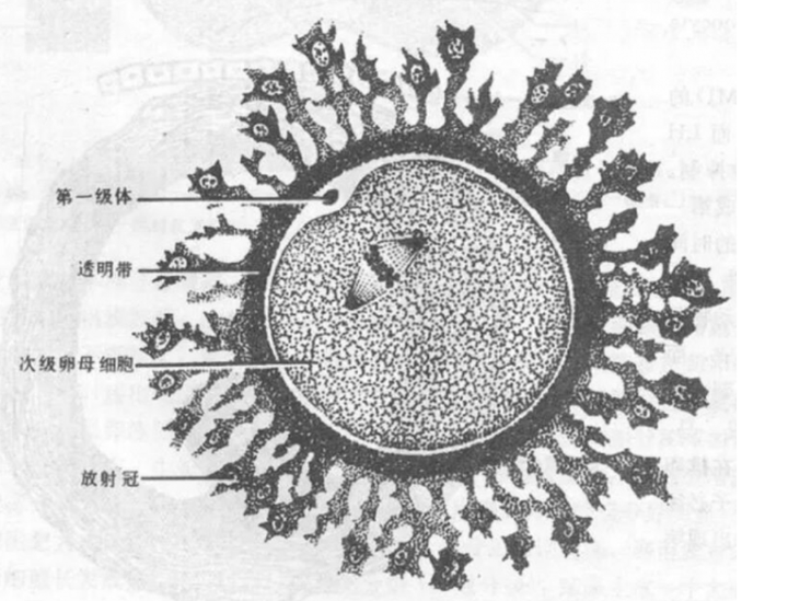 哺乳动物第一极体和次级卵母细胞大小比较