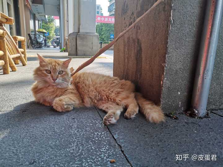 潮汕的猫