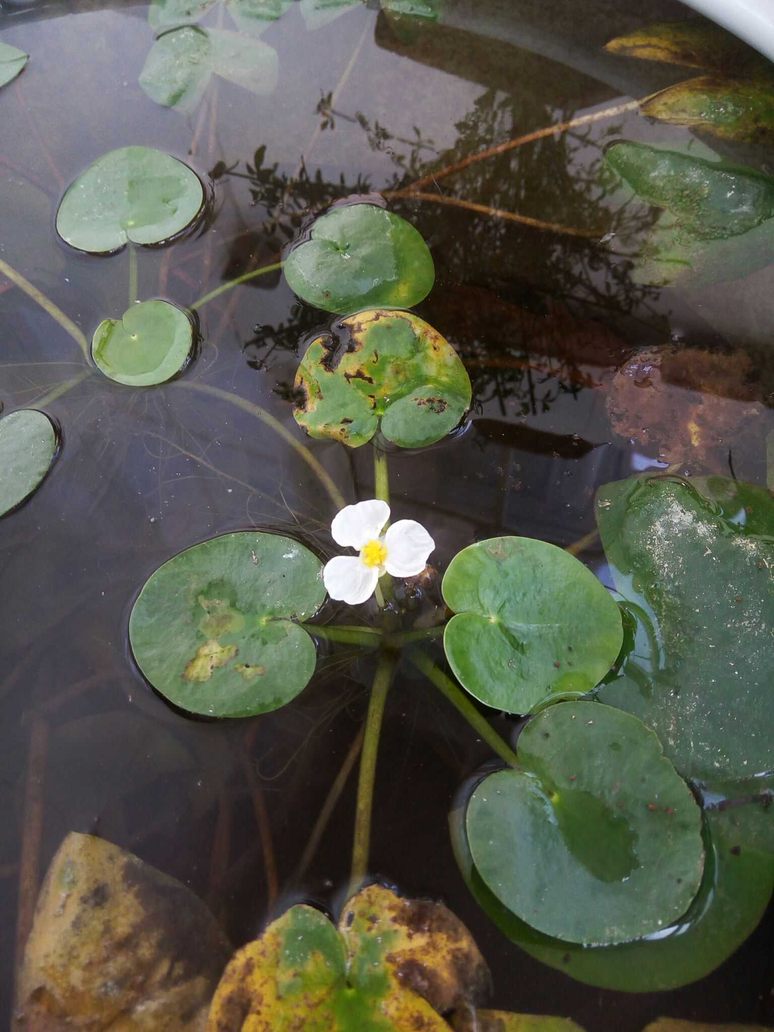 老爸从汶河里捞的小水草开fāfā啦)
