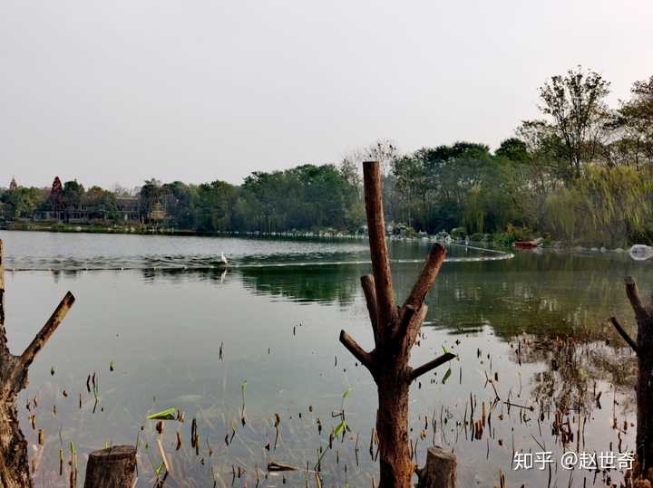 浣花溪公园—沧浪湖上的白鹭,后面的小白点都是白鹭