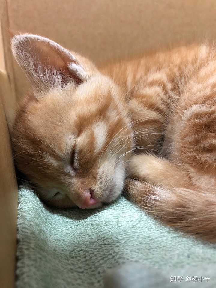 橘猫爱睡觉吗?