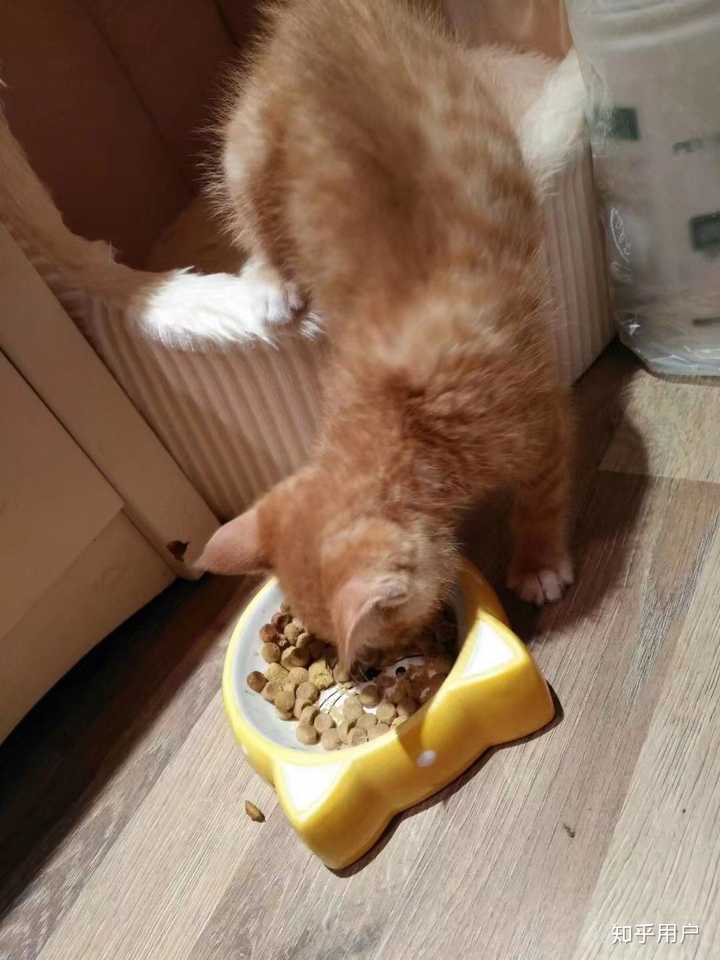 为什么会有橘猫容易长成胖子的说法?