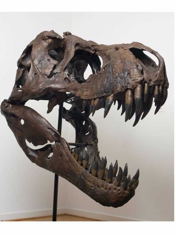 斯坦头骨中最著名的就是牙齿,这是霸王龙化石中牙齿保存的比较好的.
