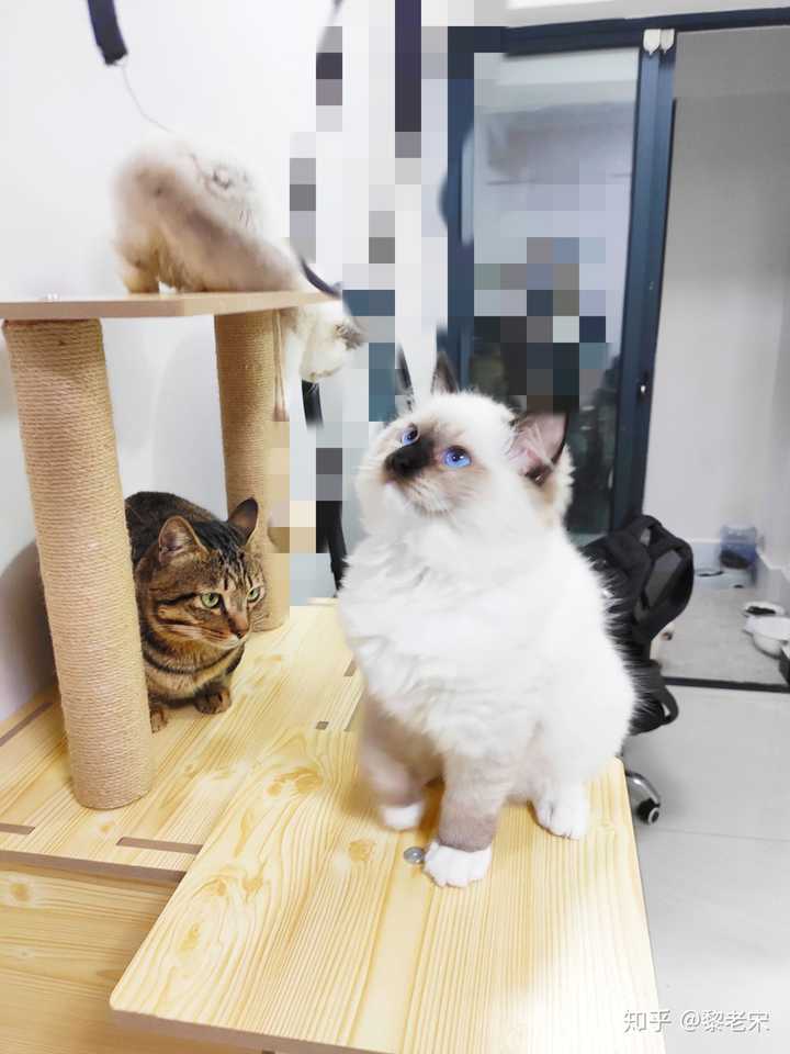 新手想养布偶猫可以吗?