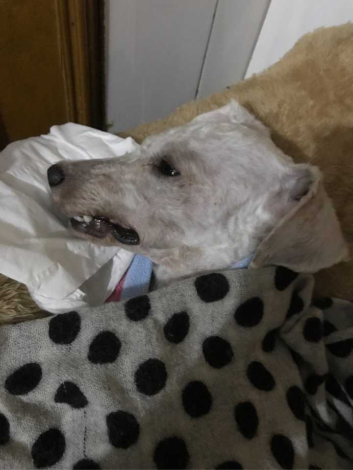 一岁比熊剃毛后有什么注意事项?