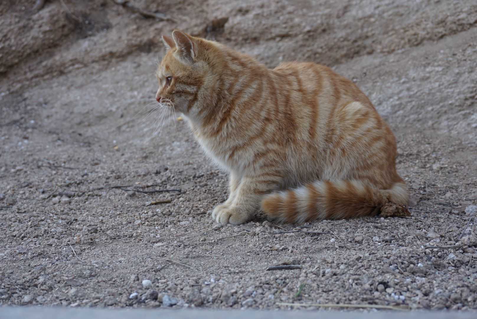住在长城上的橘猫.