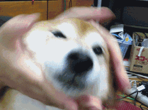 壁纸 动物 狗 狗狗 209_155 gif 动态图 动图