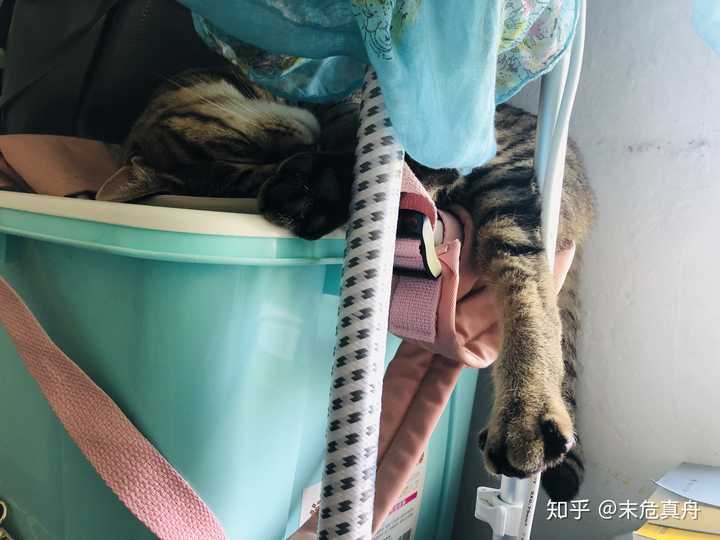 被宠物戳到少女心的瞬间?