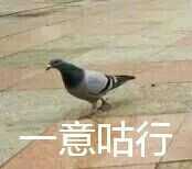 有哪些关于鸽子的表情包?