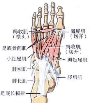 踇收肌,踇长伸肌的紧张牵拉,踇指沿其长轴外旋外翻,踇展肌和踇短屈肌