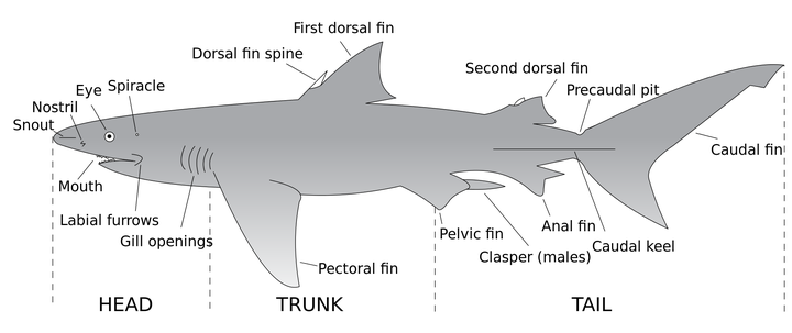 鲸鱼鲨鱼和海豚有什么明显的区别让人一看就分辨的出来