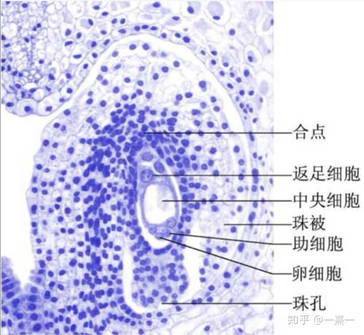 胚囊长下面这样,花粉大家都见过了