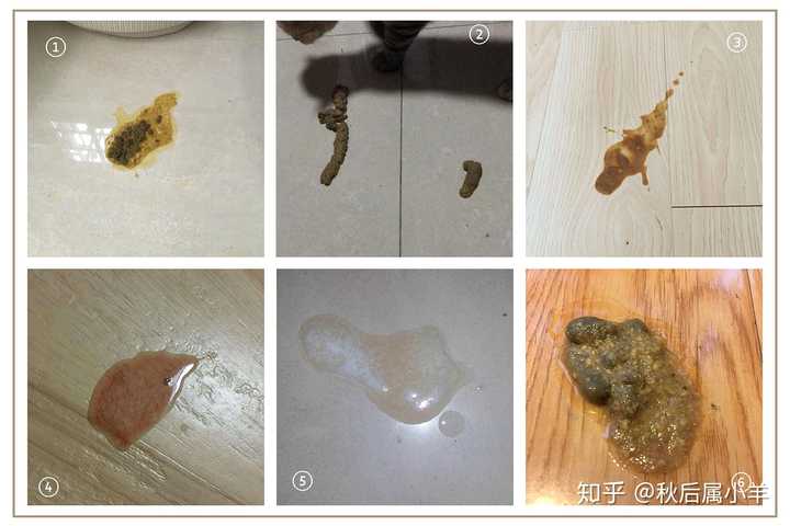 猫咪常见呕吐物   