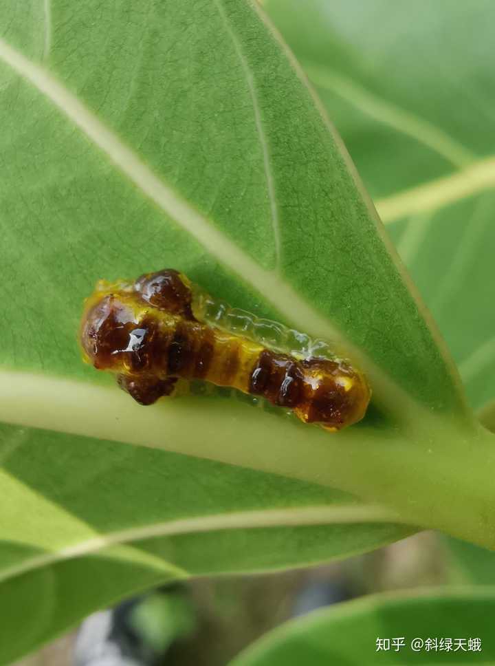 榕蛾科的幼虫.拟态鸟粪.体表覆盖有一层黏液.取食榕属植物.