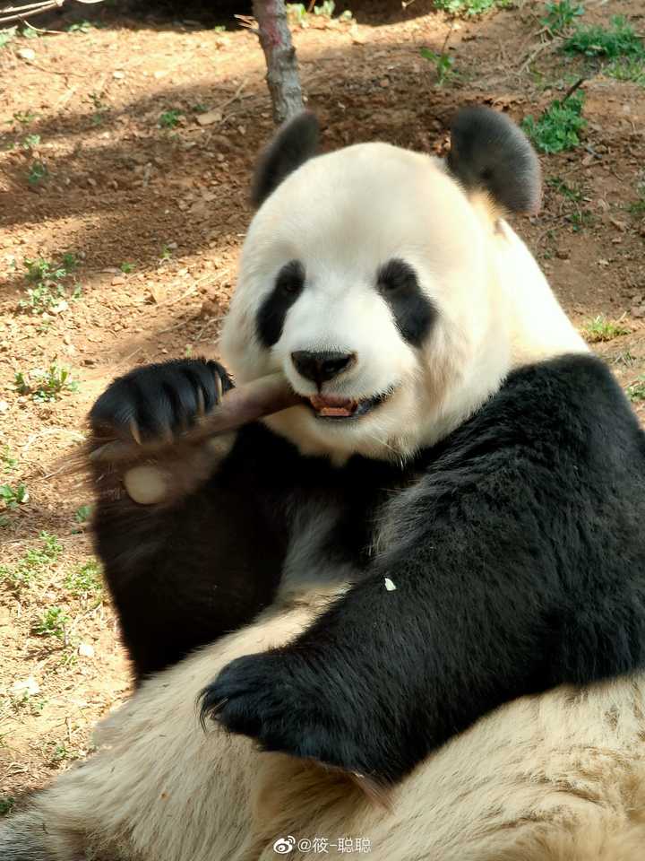 为何大熊猫这样的动物都破一千头了还这么小心地保护