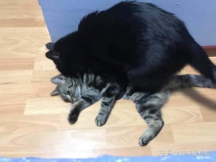 如何科学对待绝育公猫疯狂骑小母猫的行为?