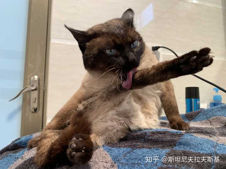 你们有这个暹罗猫的表情包么