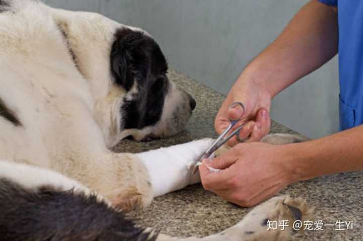 如何照顾腿受伤的狗?