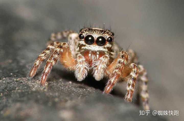 跳蛛,salticidae,蜘蛛目的1科,通称跳蛛.体长多数不超过15毫米.