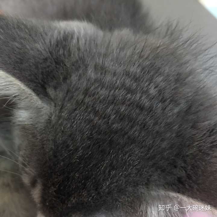 养一只灰色土猫(不是狸花猫)是一种什么样的体验?