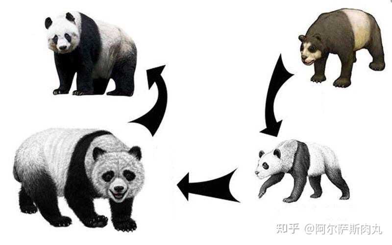 潘达panda溯源始熊猫克氏熊猫