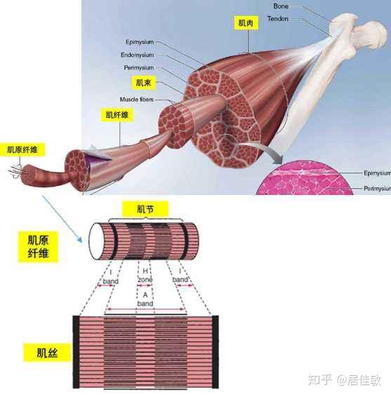 对的,肌肉组织的层层递进是这样的,肌外膜>肌束膜>肌束>肌内膜>肌纤维