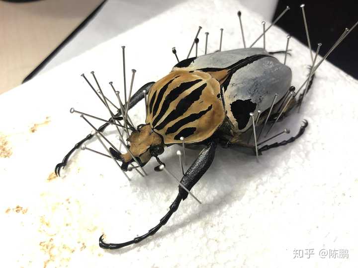 是昆虫标本收藏着主流收藏之一.