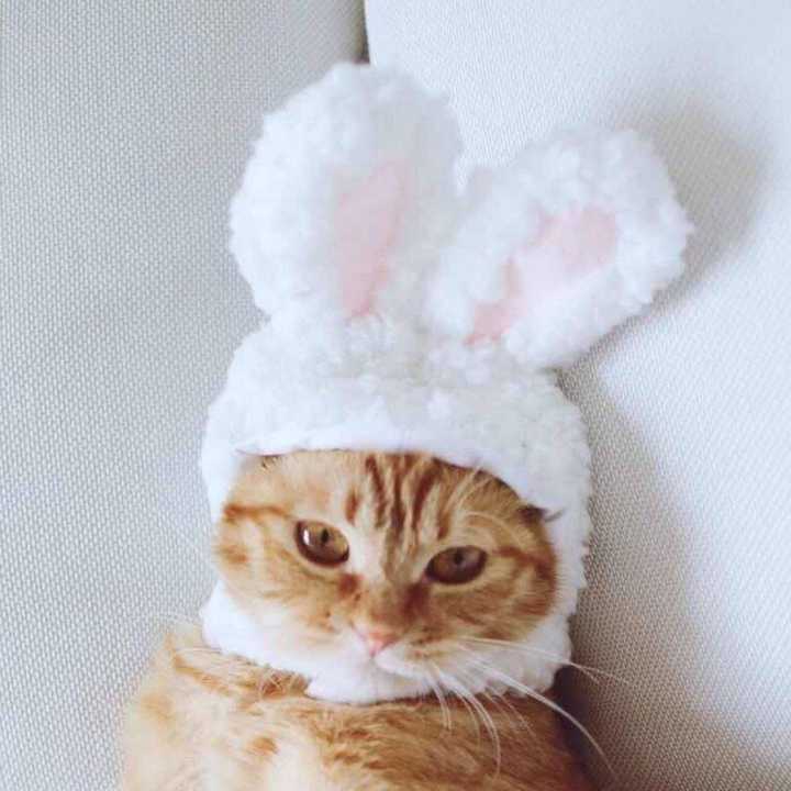 有什么猫狗的情侣头像?