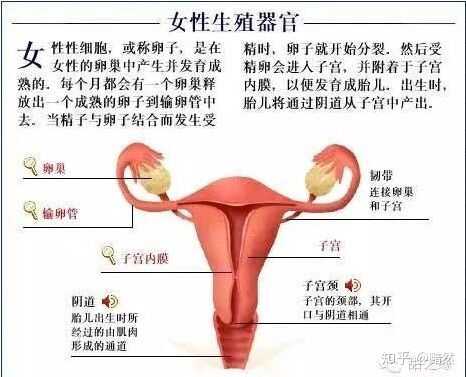 女人生理期前后会怀孕吗?