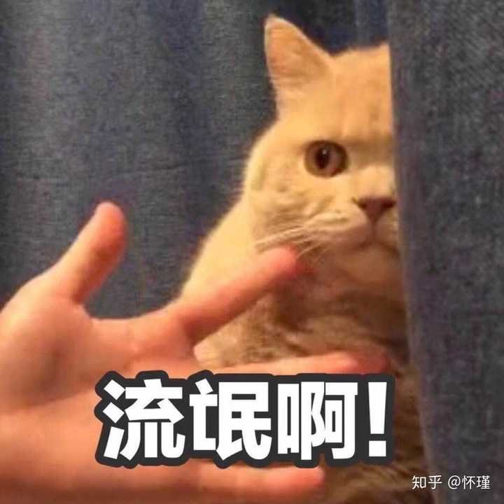 各位小伙伴有没有暗中观察橘猫的表情或者头像?