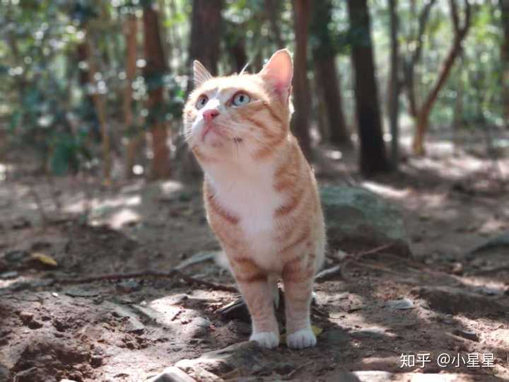 怎样才能捉到一只野生橘猫?