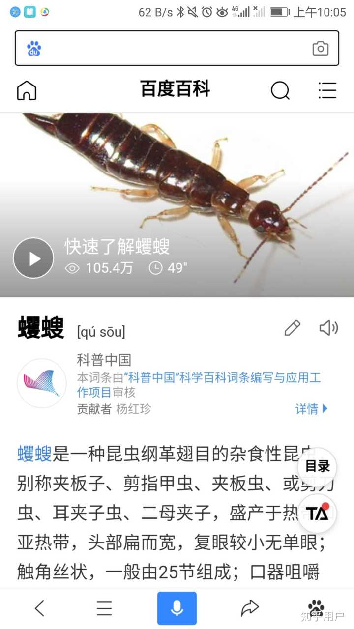 据说蟑螂是它的食物之一.