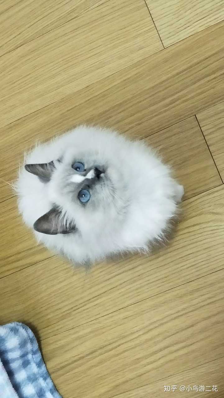 布偶猫能丑到什么程度