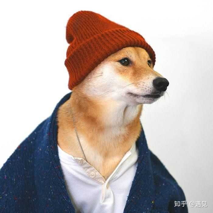 有哪些看着霸气可爱的狗狗头像?