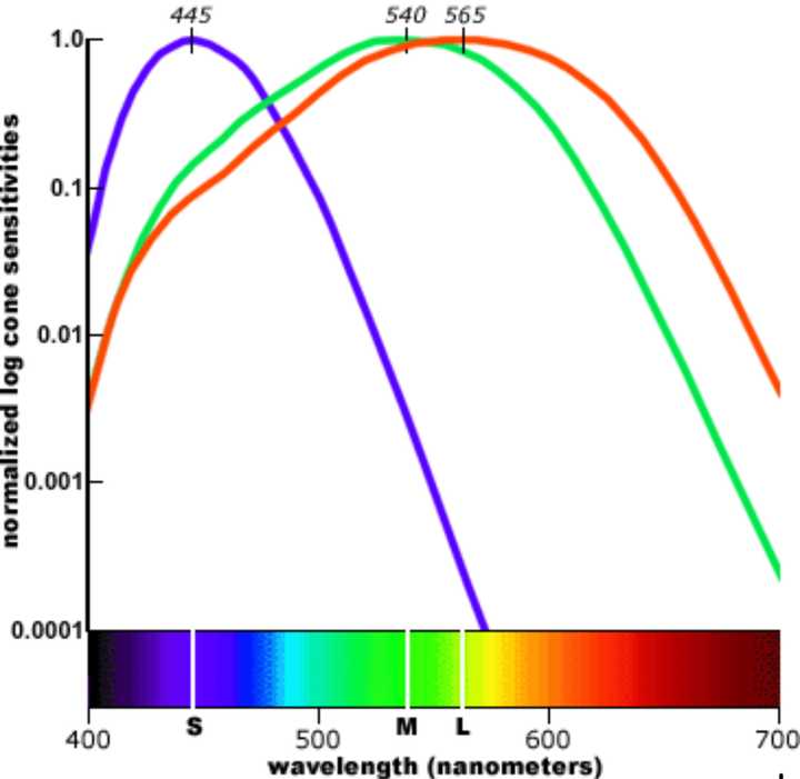 人是如何分辨 650 到 700 纳米波长红色光的色相的?