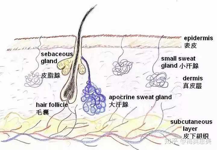 第一种:脂栓型黑头