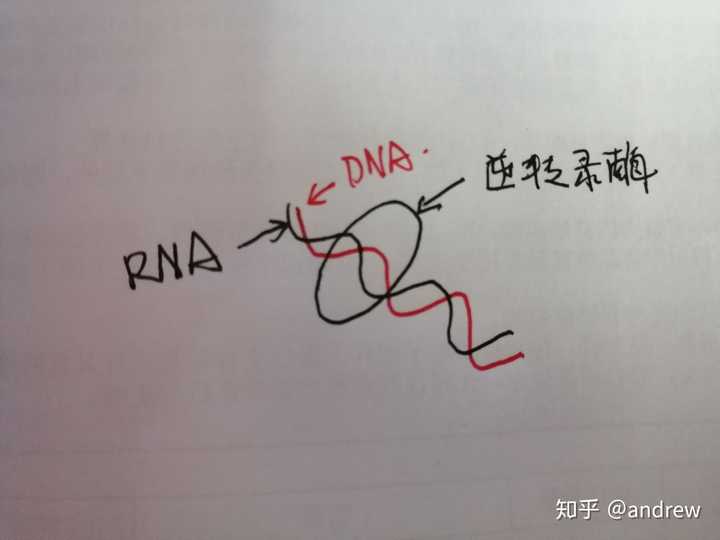 dna-rna杂化双链被解旋,dna单链单飞了