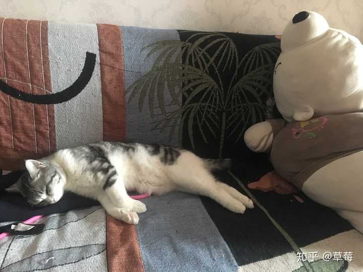 老公把猫腿打瘸了,算虐待猫吗?以后如何避免他再打猫?