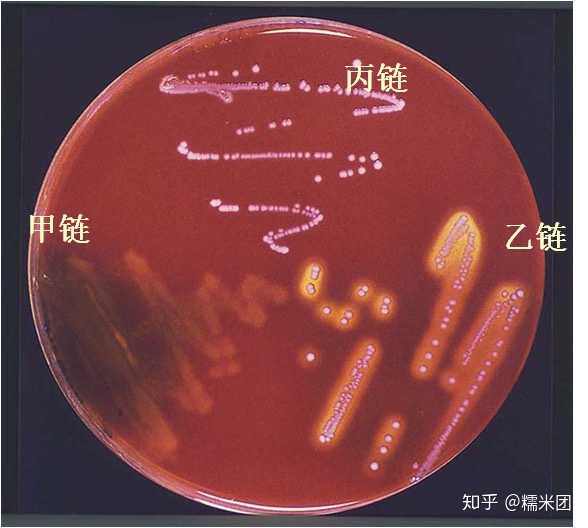 (3)丙型链球菌(γ-streptococcus),不产生溶血素,菌落周围无溶血环