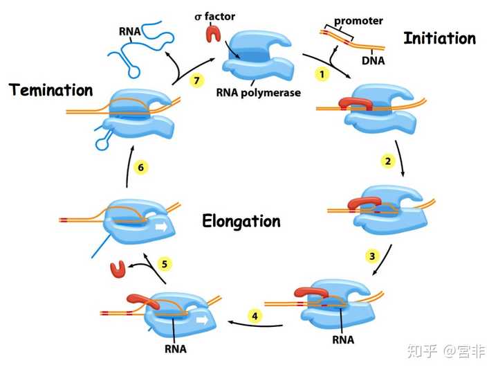 DNA gyrase, 作用的方式是特别锁定细菌中一种叫做 dna 旋转酶 dna gyrase"的